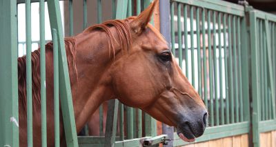 Calls for wider vaccination as equine strangles cases rise